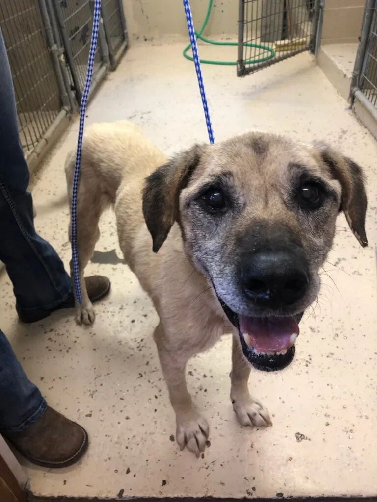 Found dog in Burns, KS, 66840