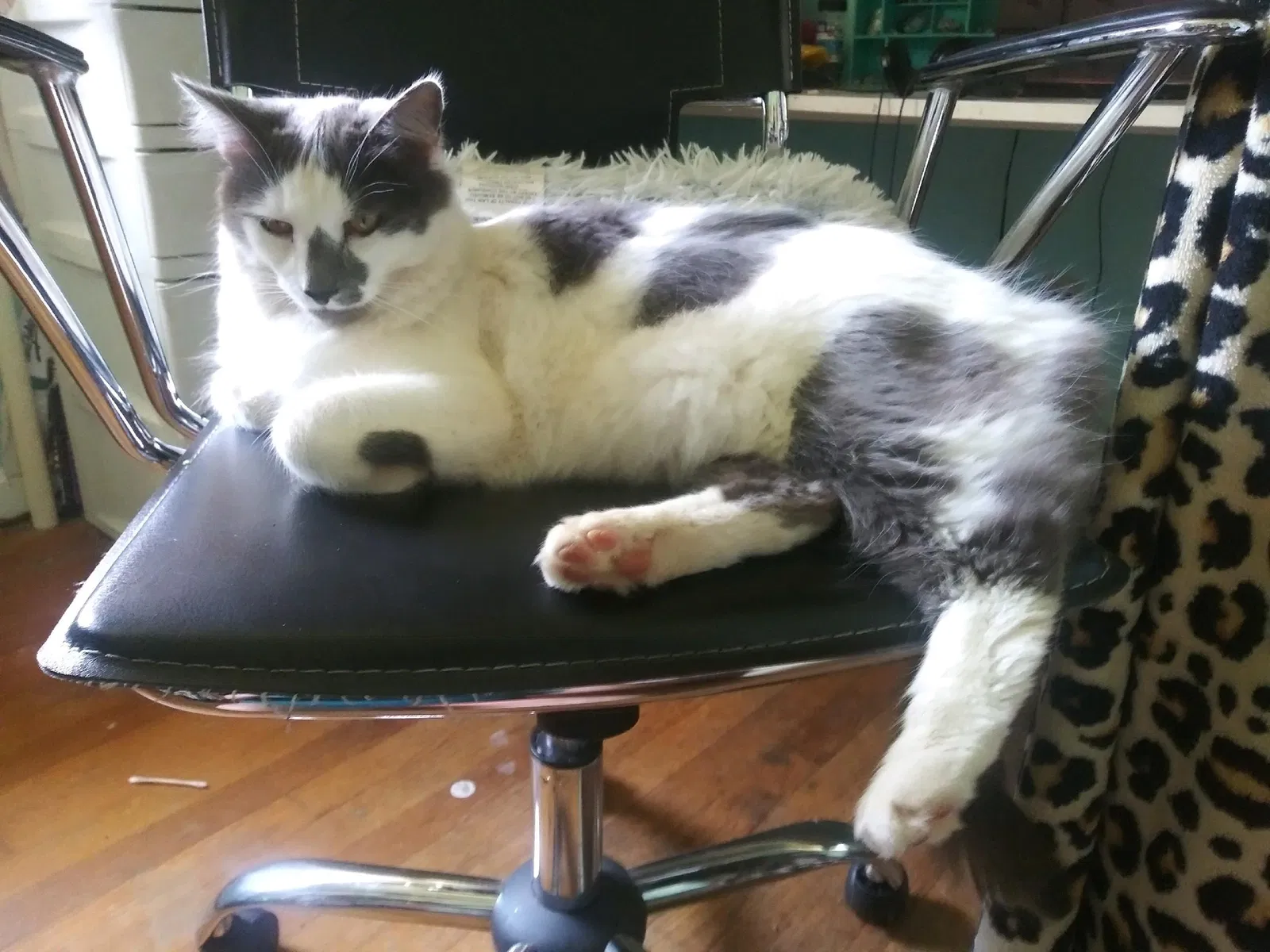 Lost cat in Marietta, GA, 30066
