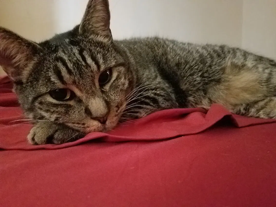 Lost cat in Phoenix, AZ, 85008