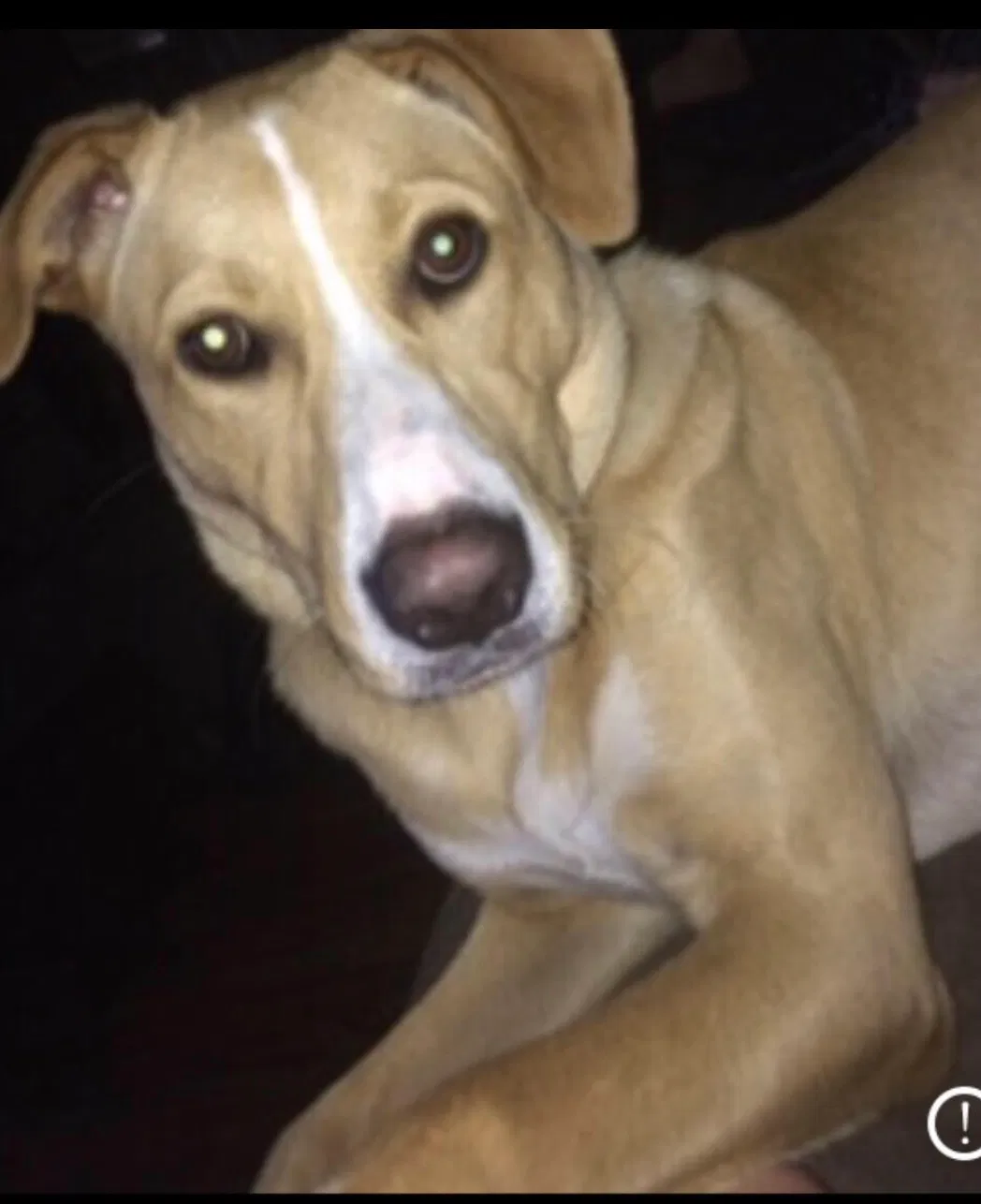 Lost dog in Charleston, WV, 25313