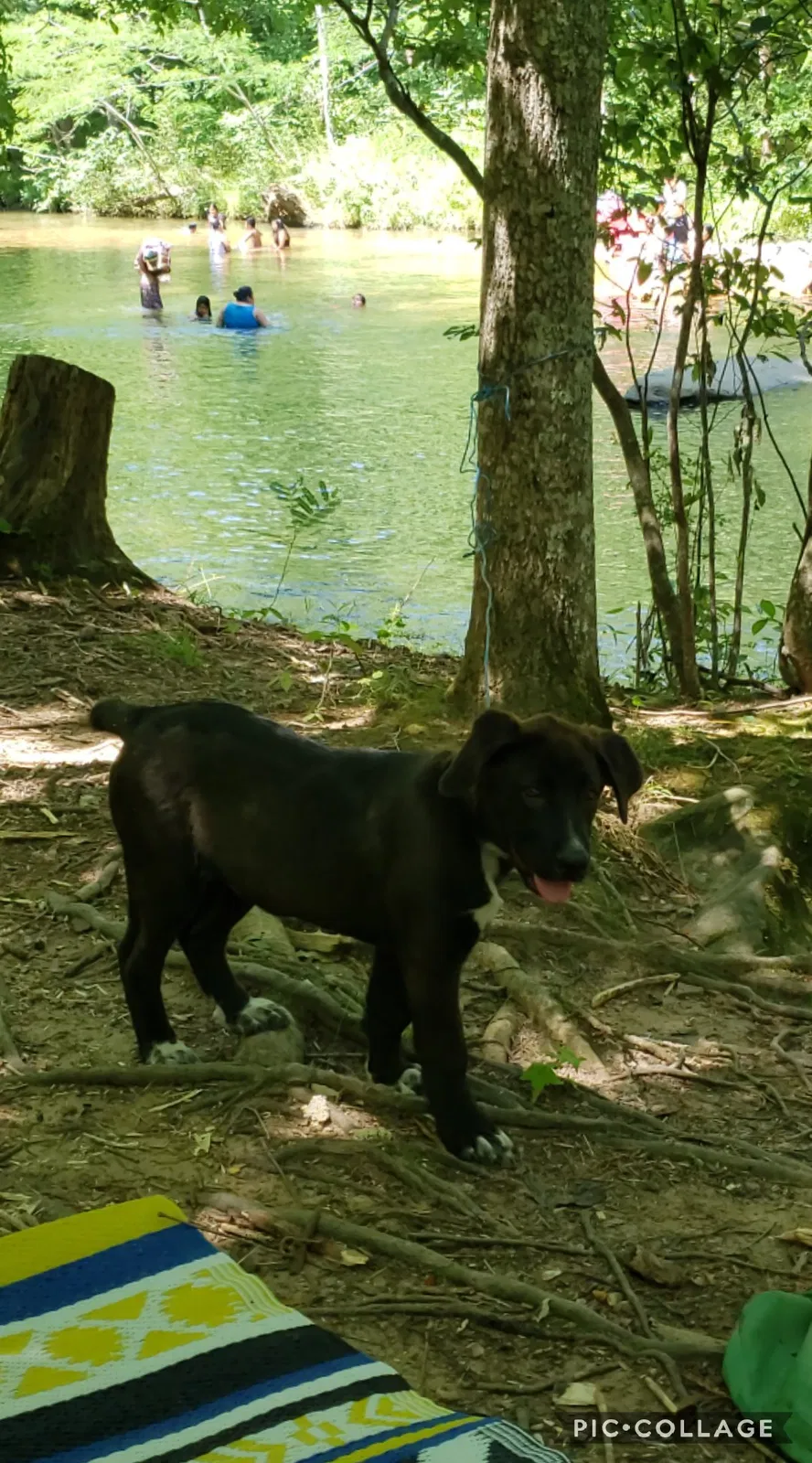 Lost dog in Birmingham, AL, 35235