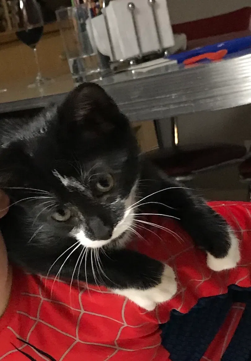 Lost cat in Lombard, IL, 60148