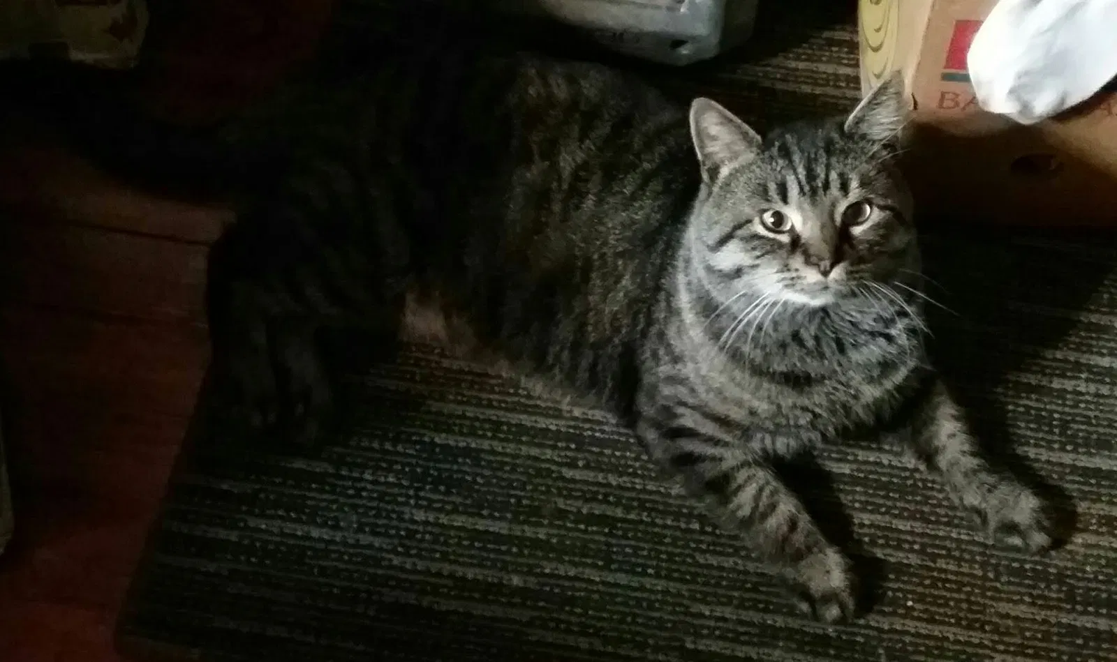 Lost cat in Cincinnati, OH, 45236