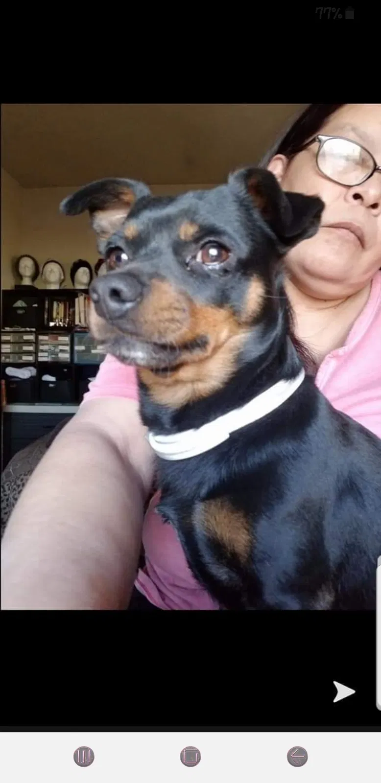 Lost dog in Lubbock, TX, 79403