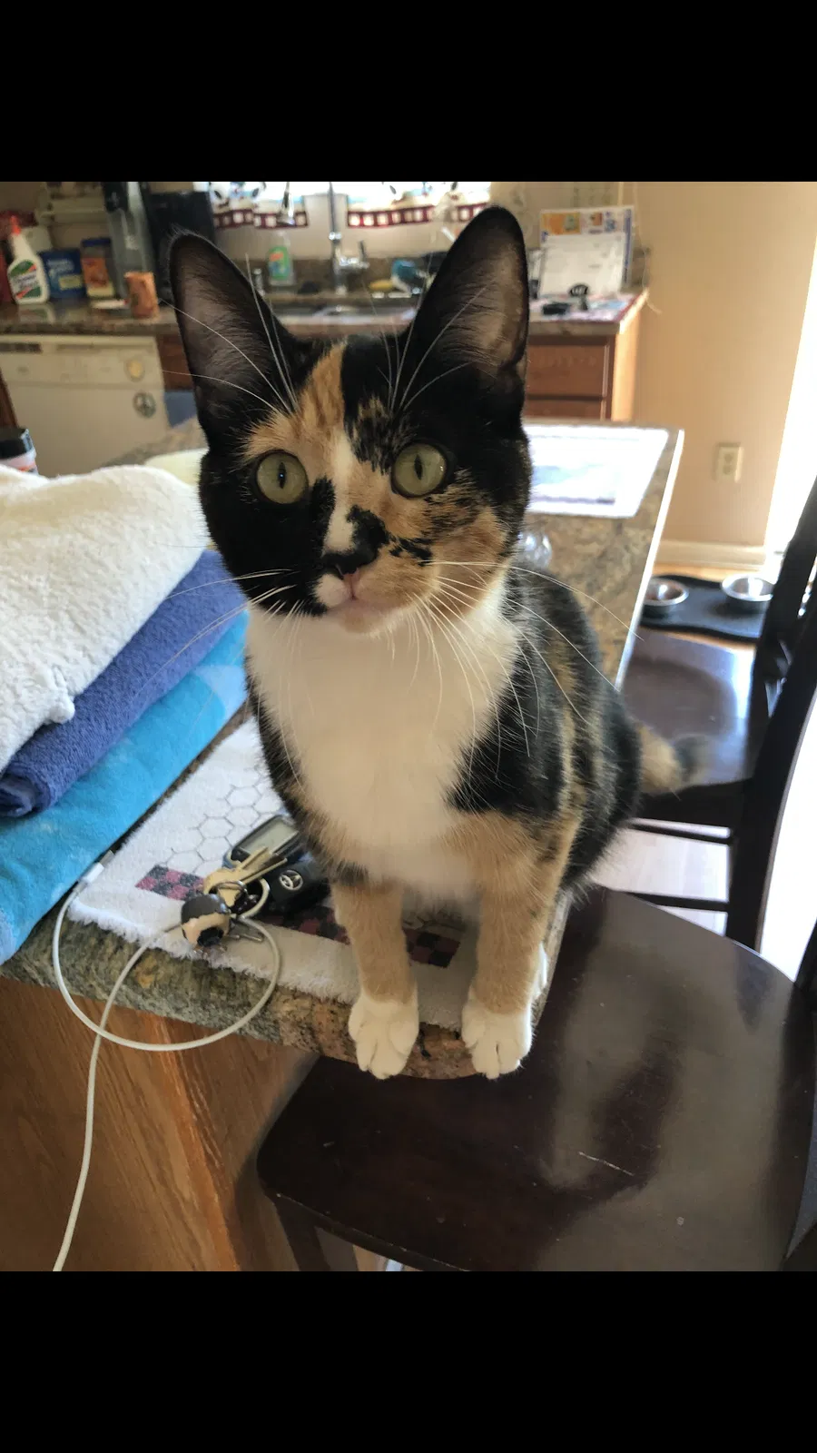 Lost cat in Columbus, OH, 43207