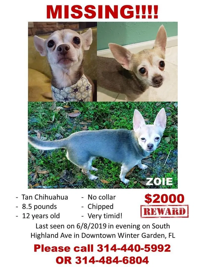 Lost dog in Winter Garden, FL, 34787