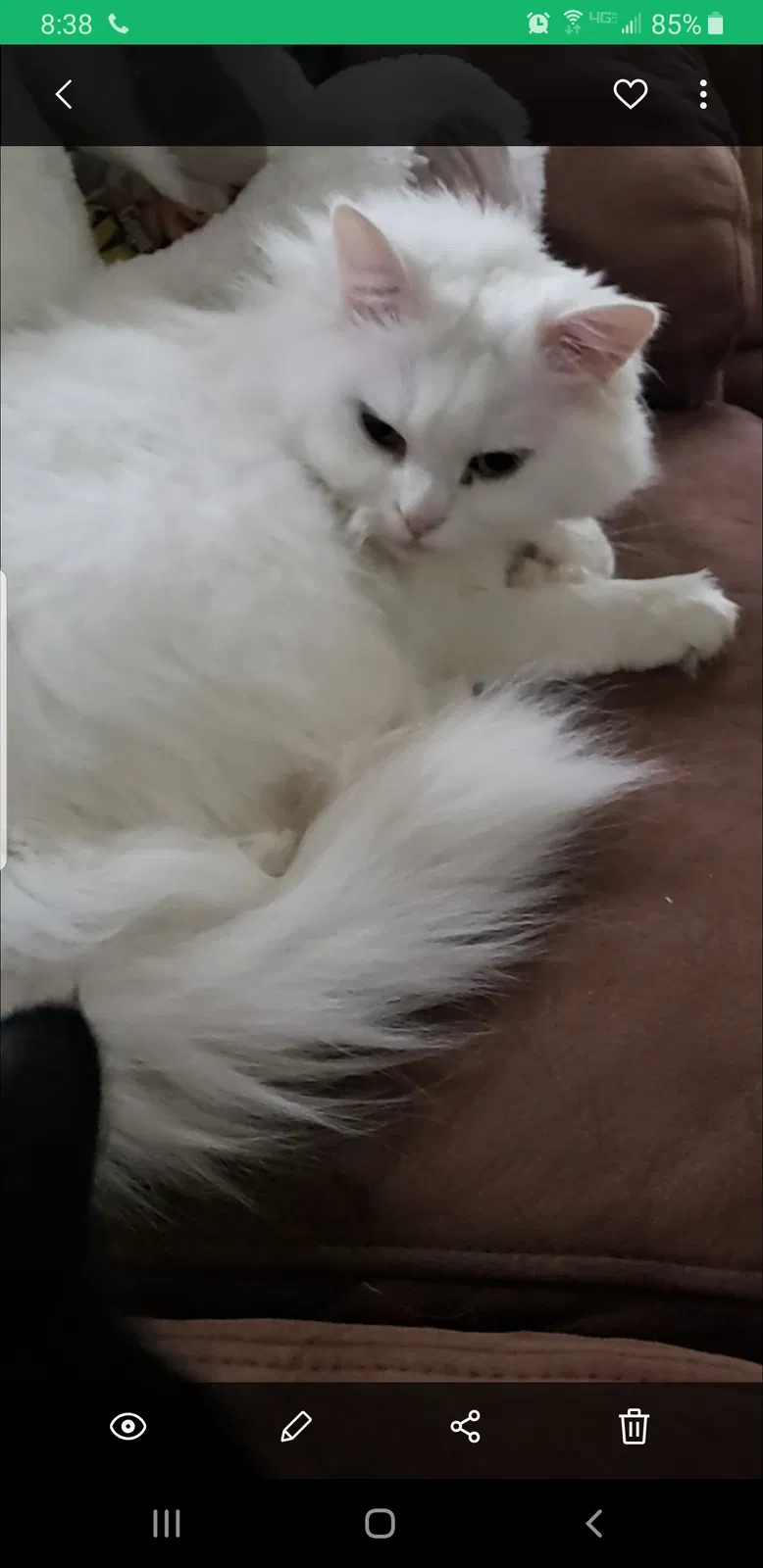 Lost cat in Hamburg, NJ, 7419