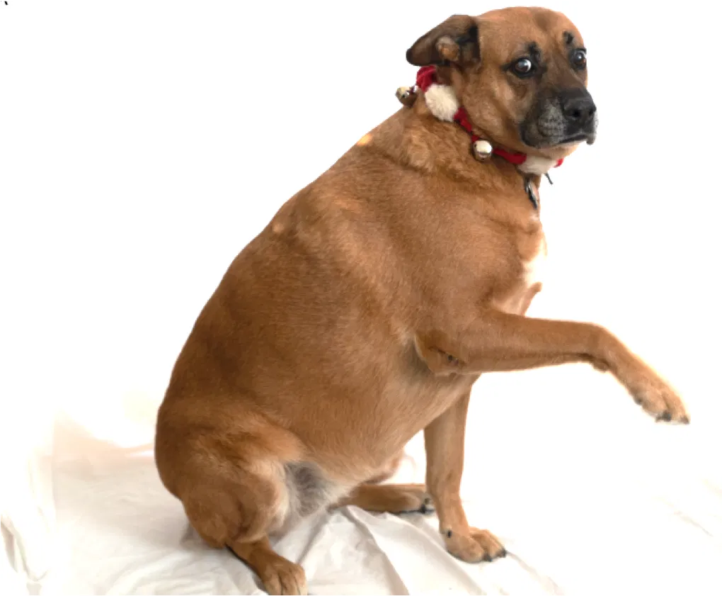 Lost dog in Oakland, CA, 94602