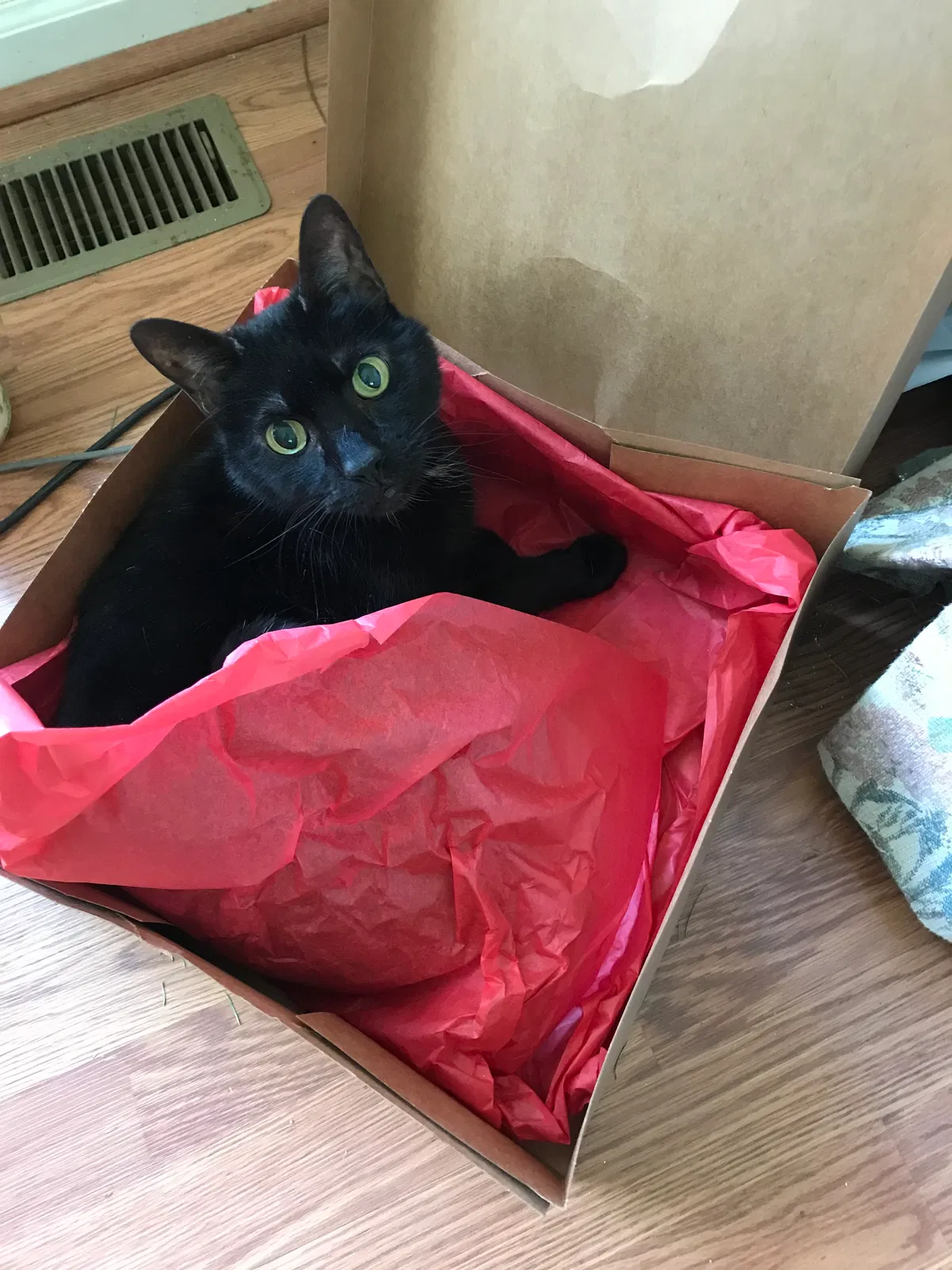 Lost cat in Clementon, NJ, 8021