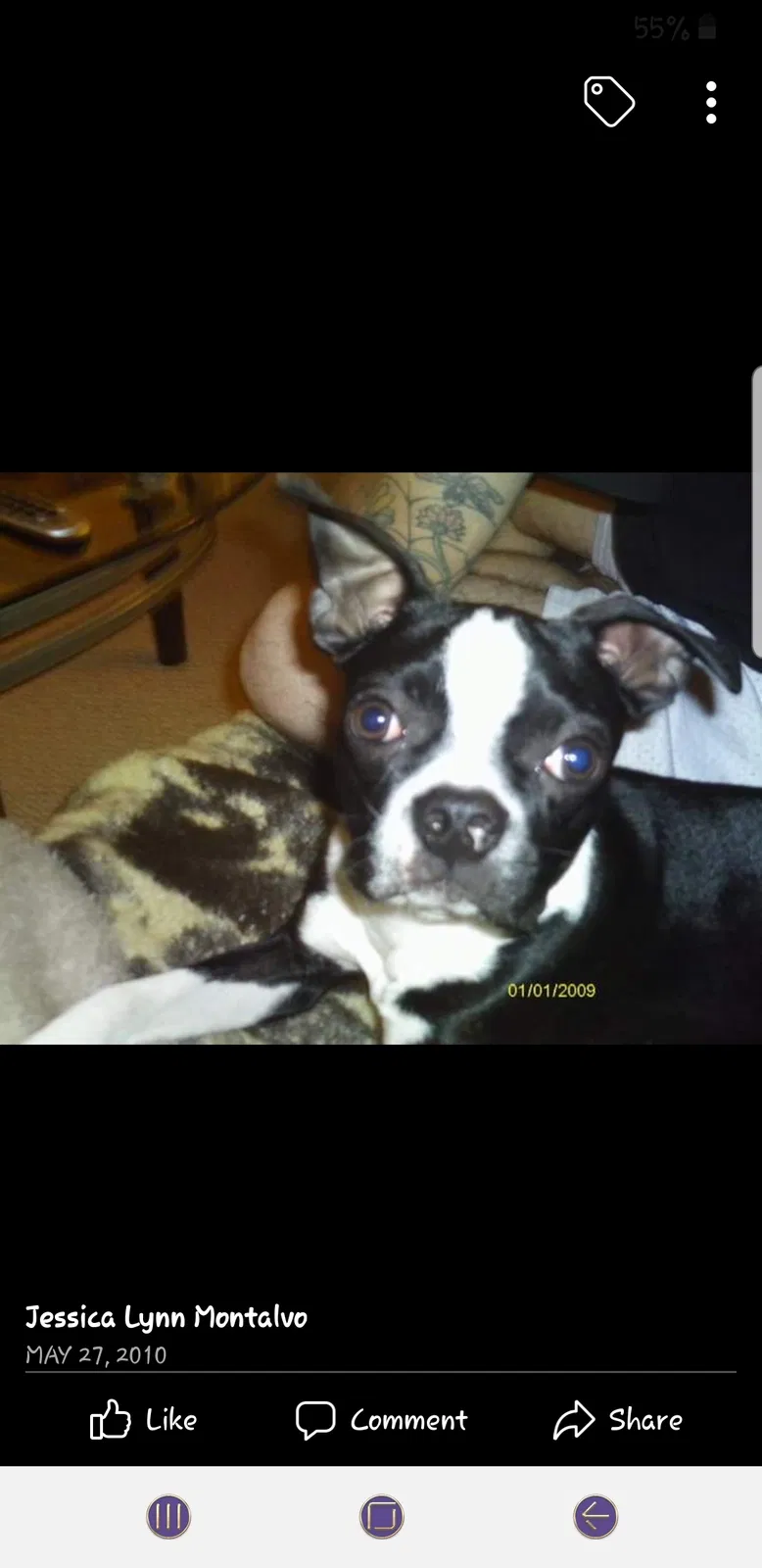 Lost dog in Lake In The Hills, IL, 60156