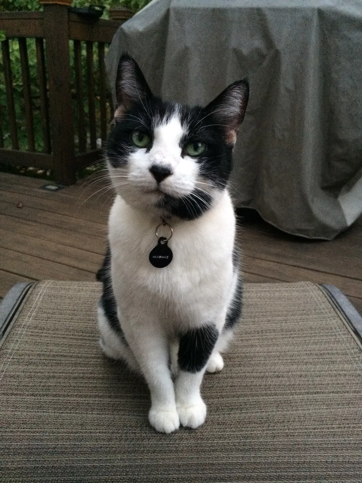 Lost cat in Kennesaw, GA, 30144
