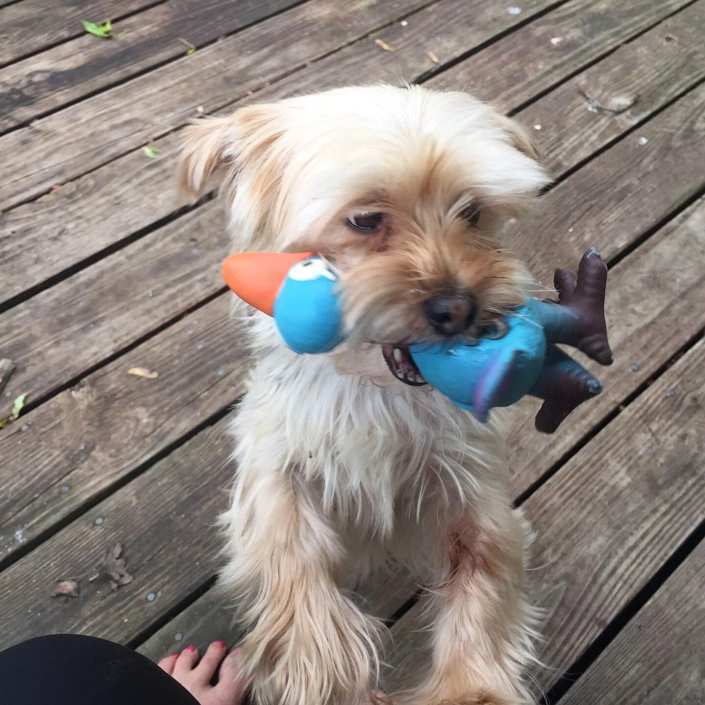 Lost dog in Lansing, MI, 48921
