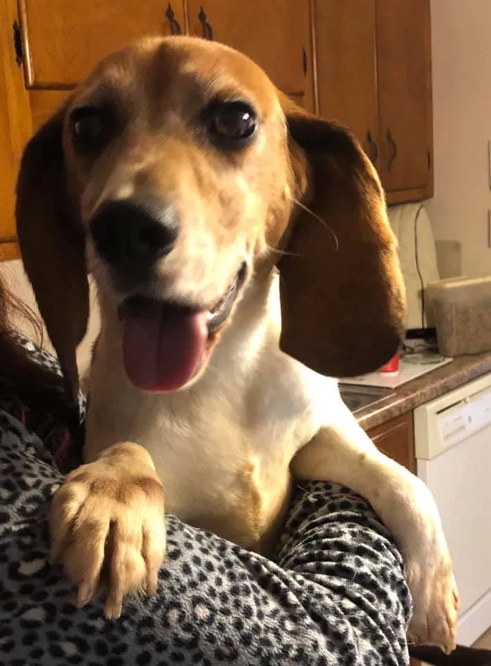 Lost dog in Scottdale, PA, 15683