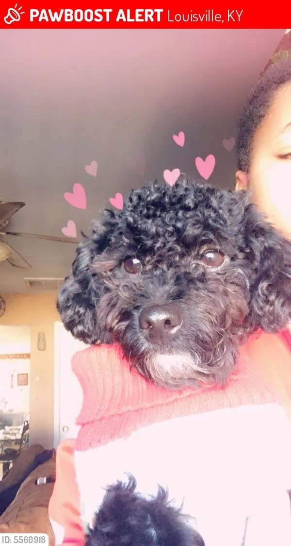 Lost dog in Louisville, KY, 40203