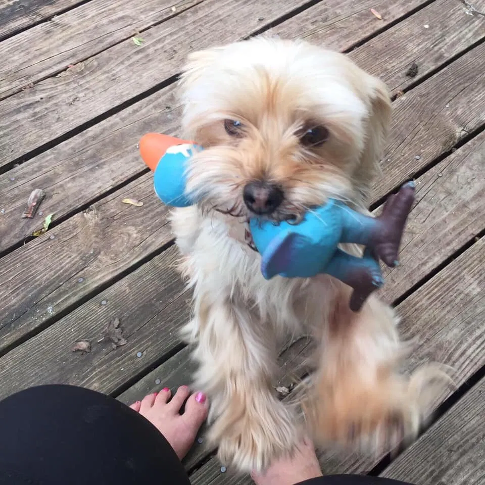 Lost dog in Eastpointe, MI, 48021