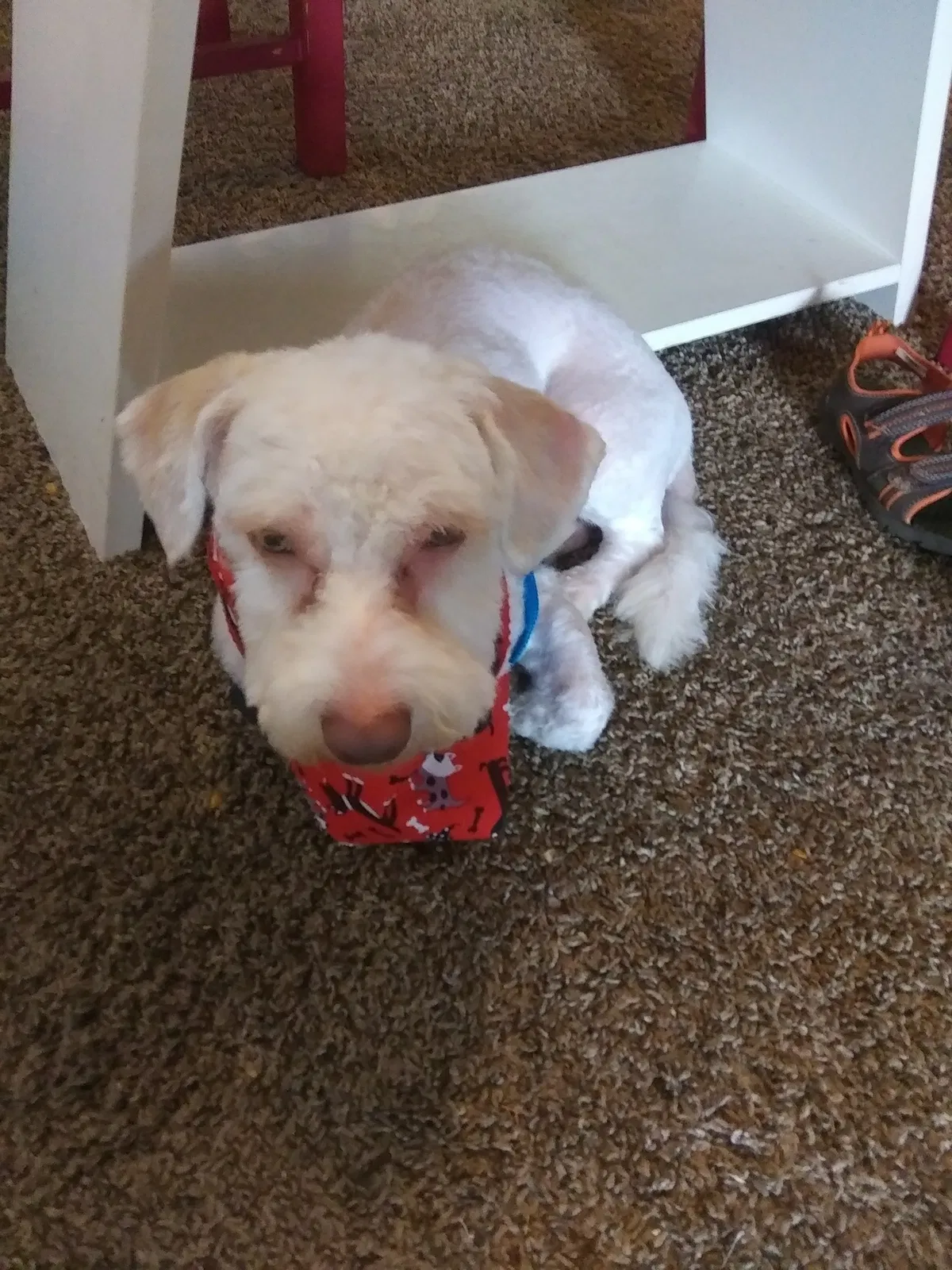 Lost dog in Aurora, CO, 80012