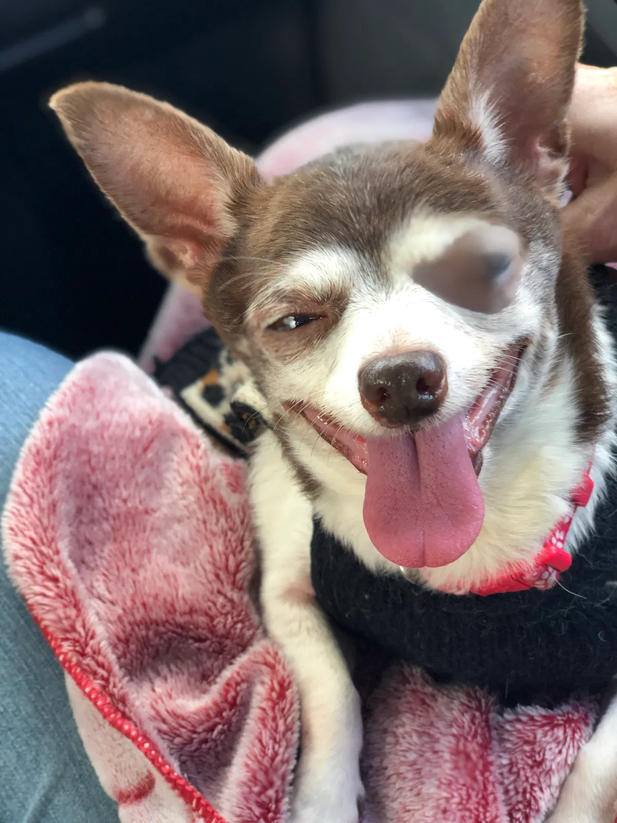 Lost dog in Montebello, CA, 90640
