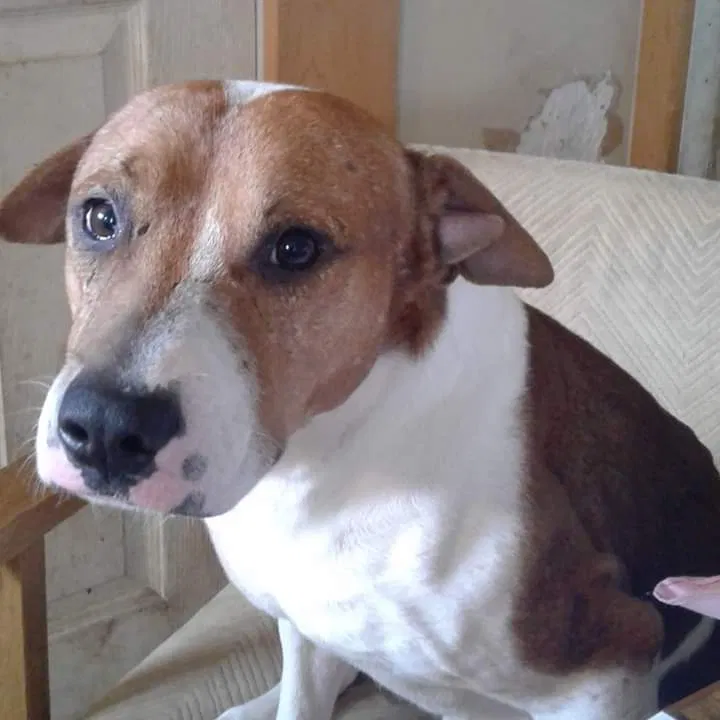 Lost dog in Canton, OH, 44705