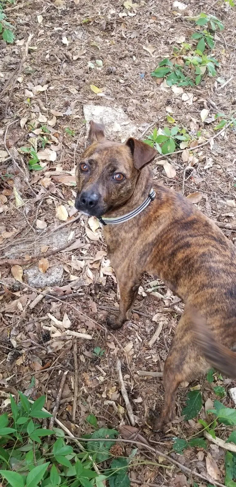 Lost dog in Taylors, SC, 29687