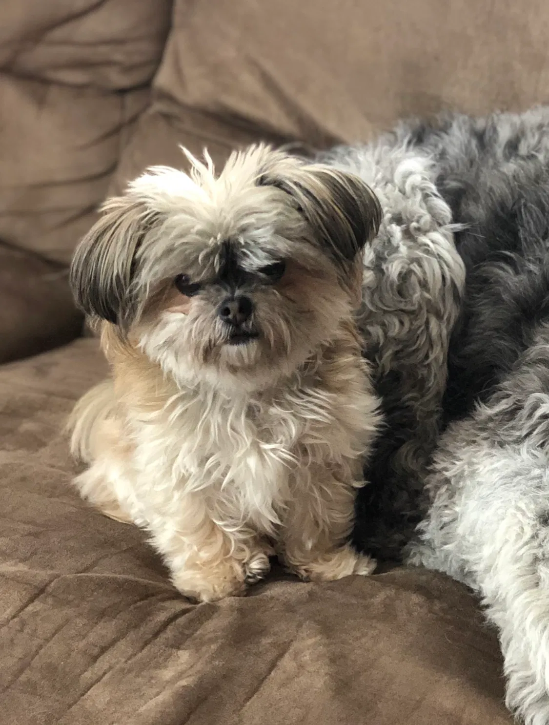 Lost dog in Green Bay, WI, 54313