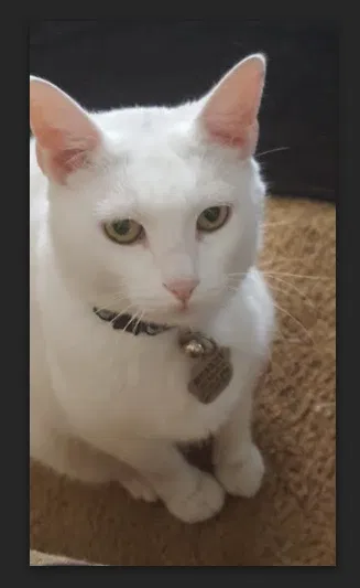 Lost cat in Orlando, FL, 32835