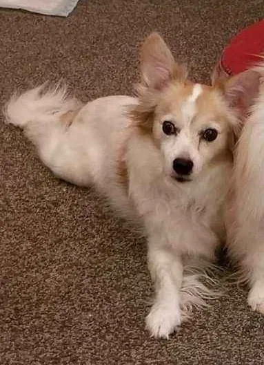 Lost dog in Palm Bay, FL, 32907