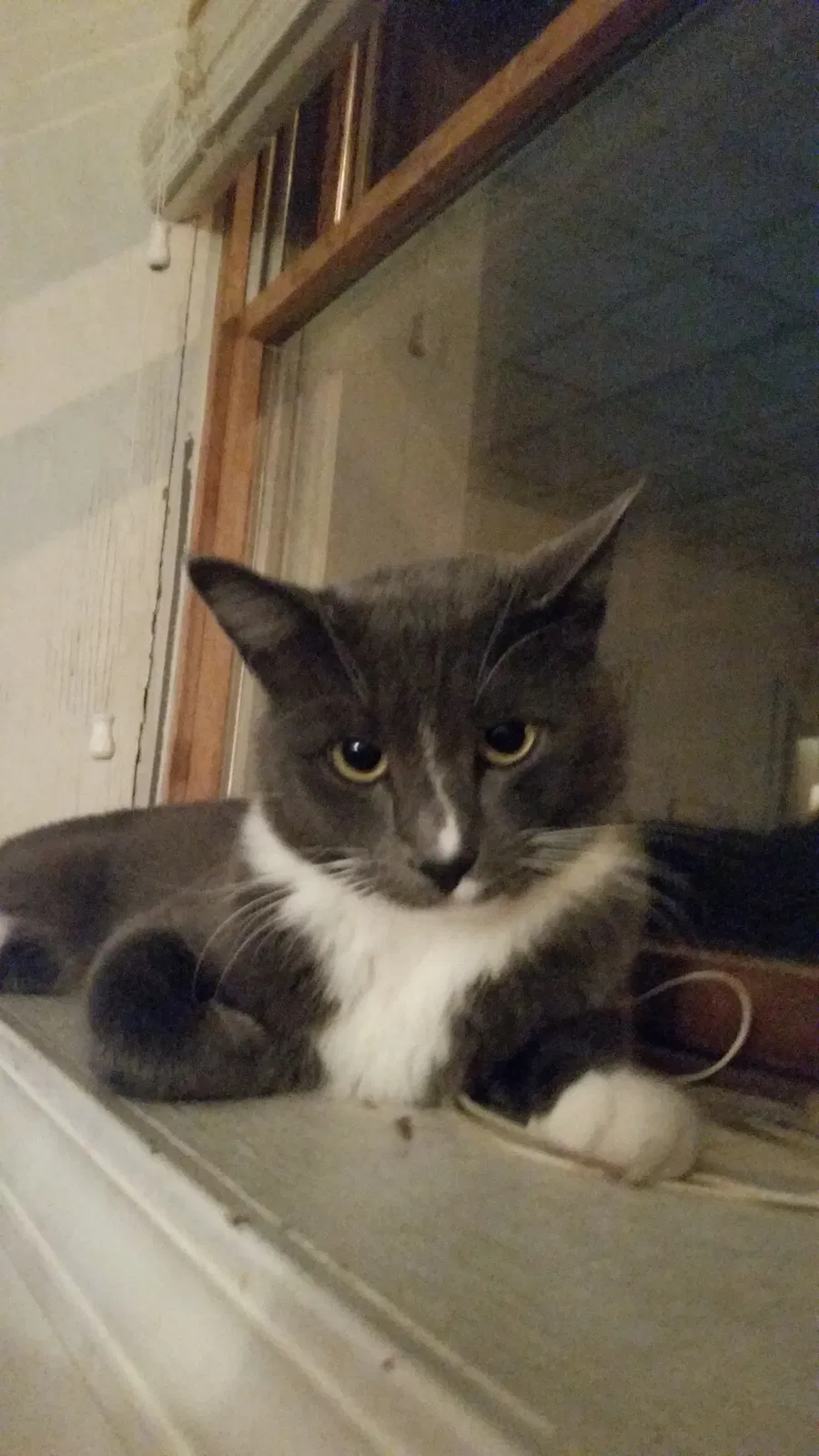 Lost cat in Port Washington, WI, 53074