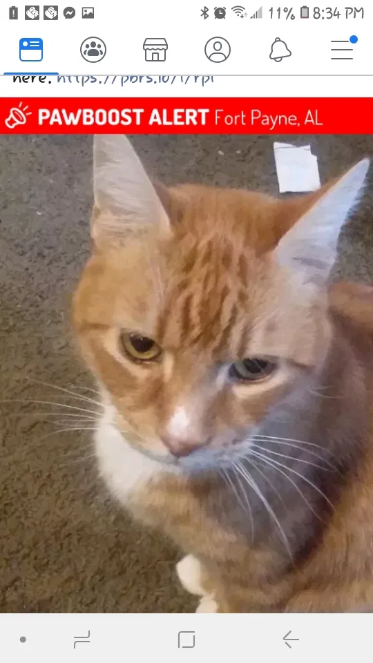 Lost cat in Fort Payne, AL, 35967