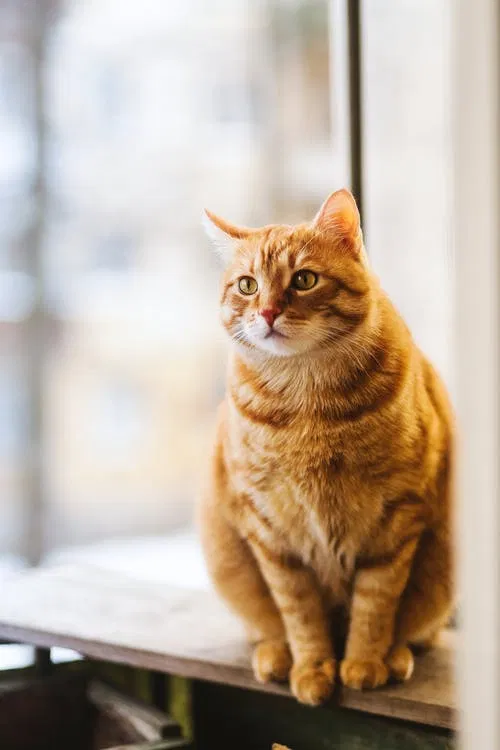 Lost cat in Orlando, FL, 32839