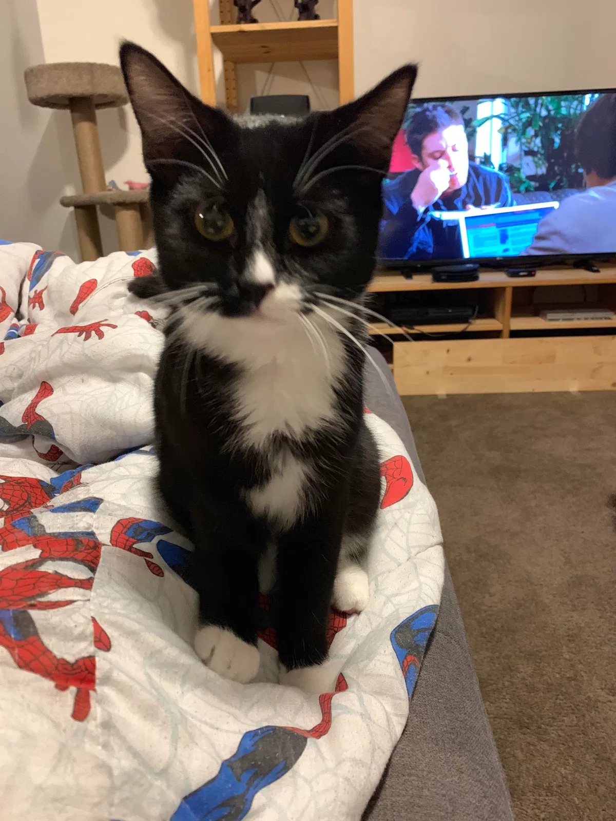 Lost cat in Hendersonville, NC, 28739