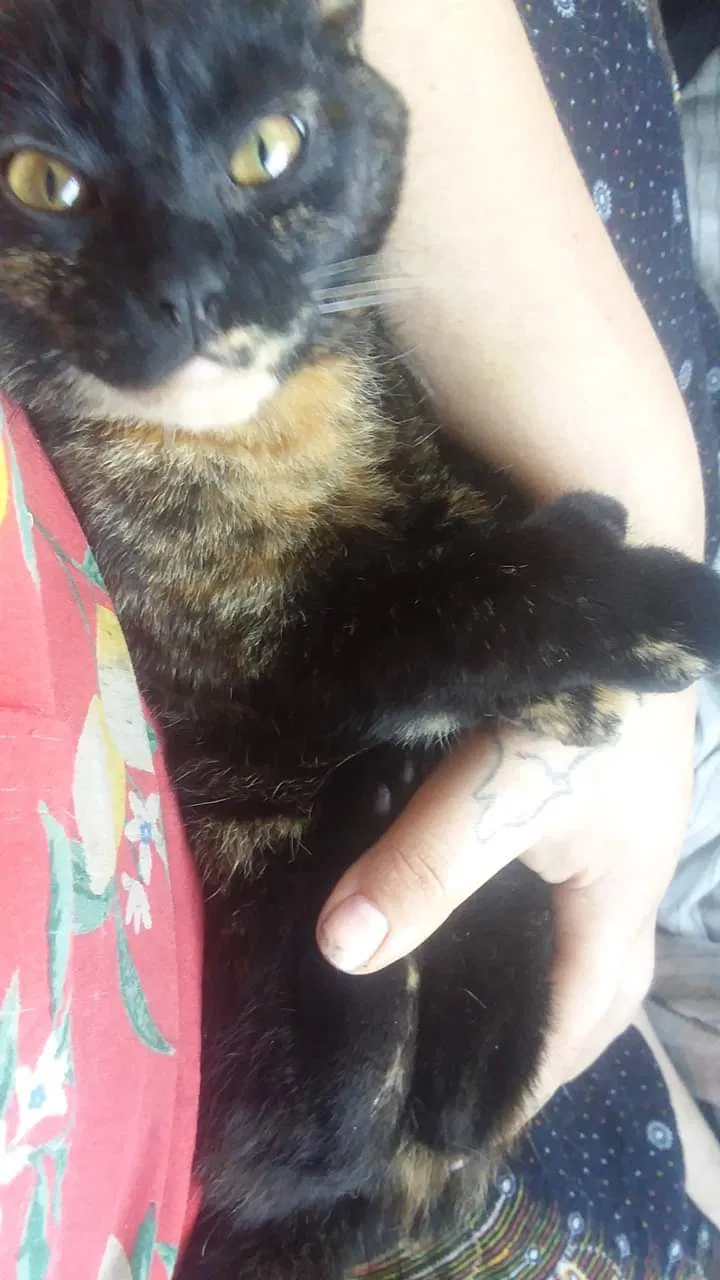 Lost cat in Portland, OR, 97206