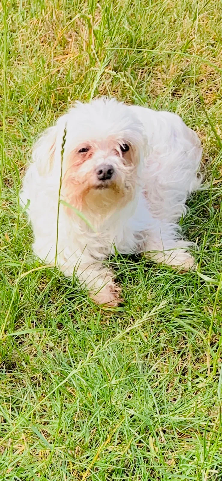 Lost dog in Sylmar, CA, 91342