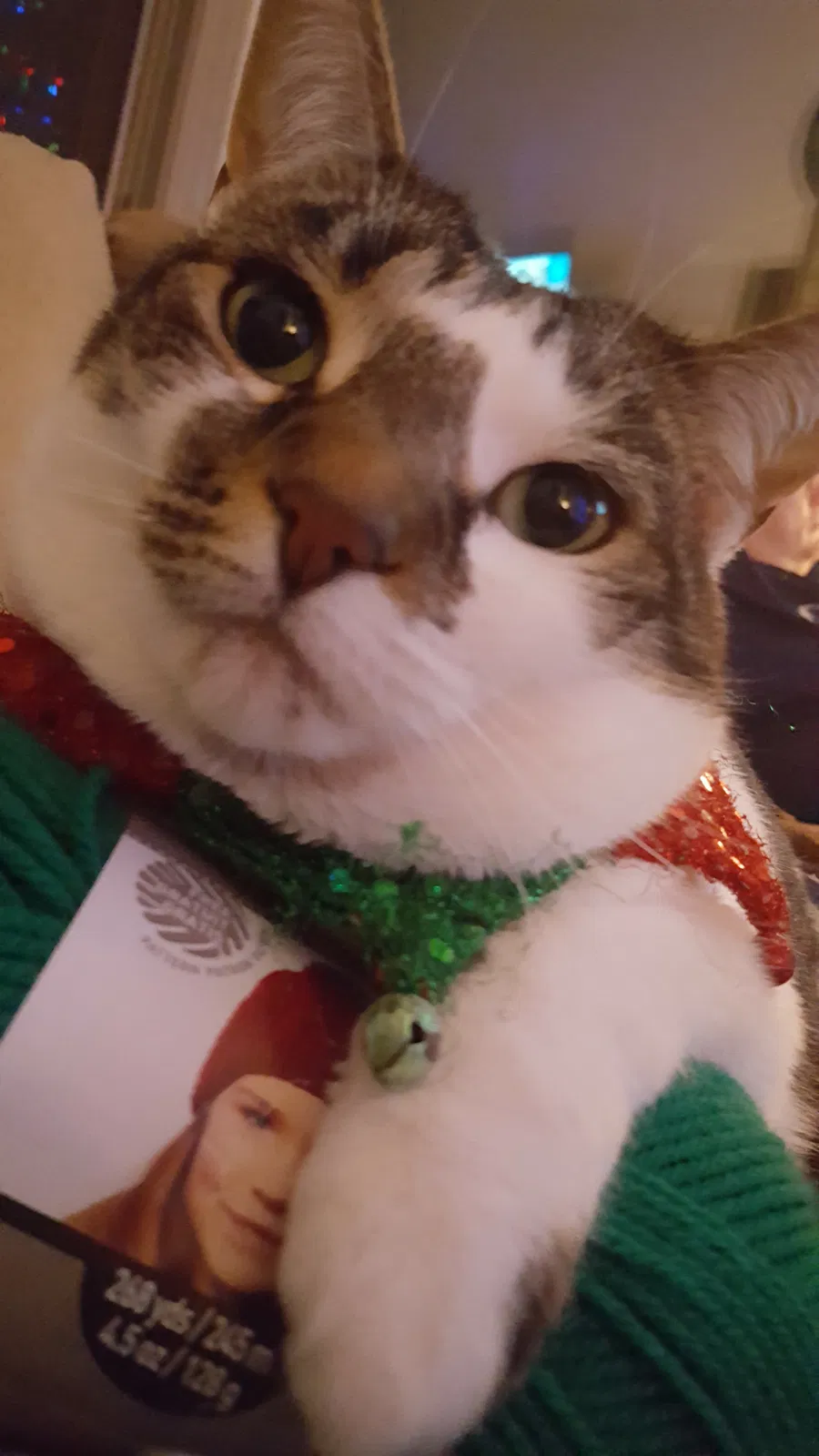 Lost cat in Canton, MI, 48188