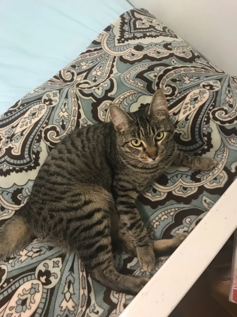 Lost cat in Marysville, WA, 98270