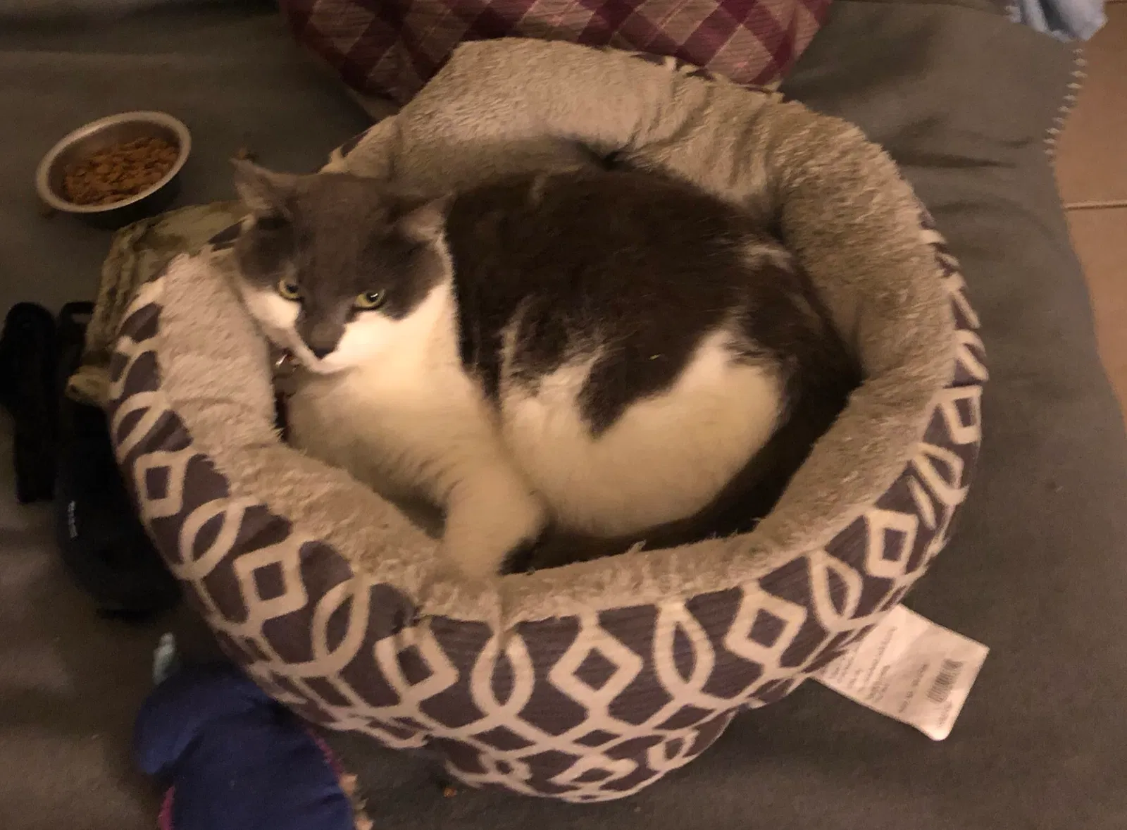 Lost cat in Orlando, FL, 32817