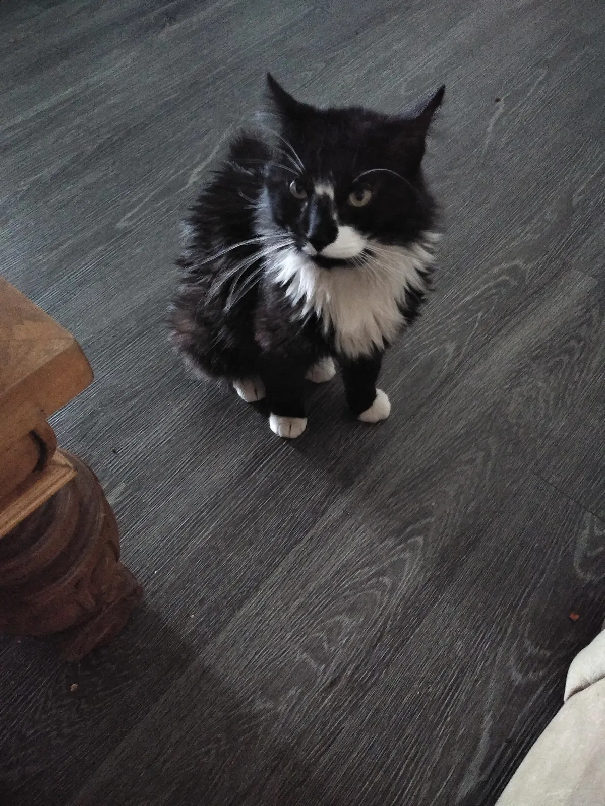 Lost cat in American Fork, UT, 84003