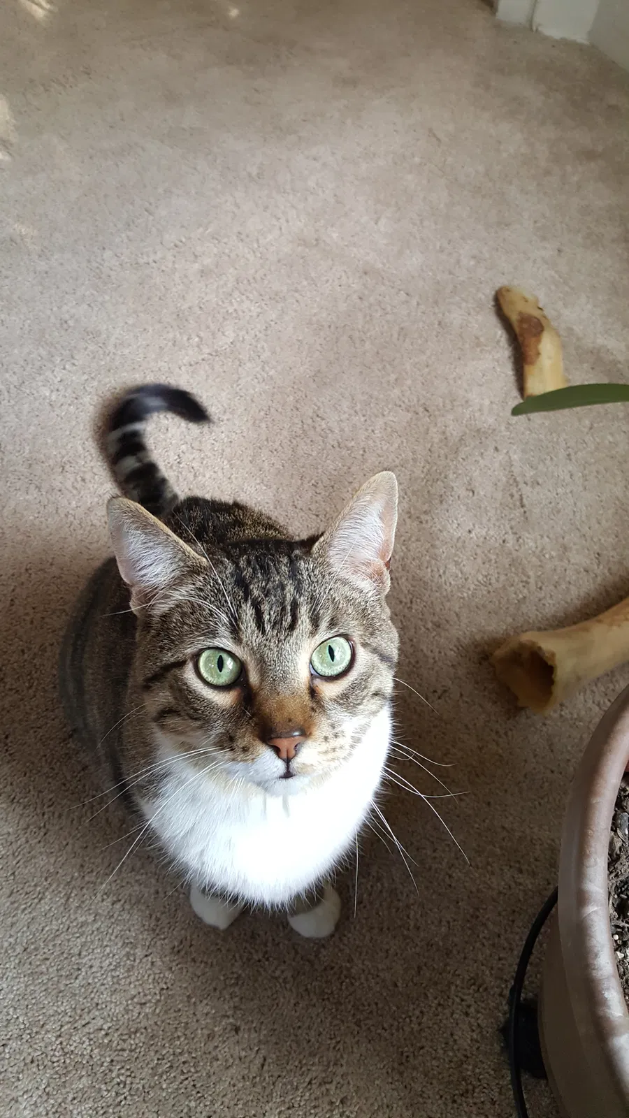 Lost cat in Milwaukee, WI, 53216