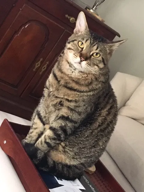 Lost cat in High Point, NC, 27265