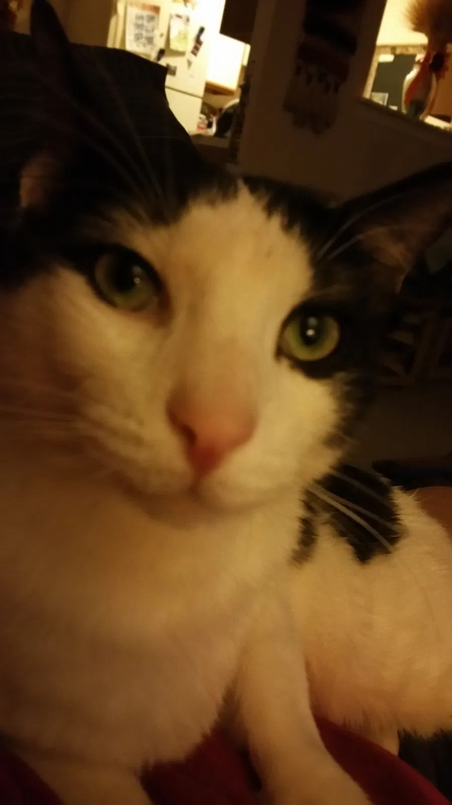 Lost cat in Kansas City, MO, 64154