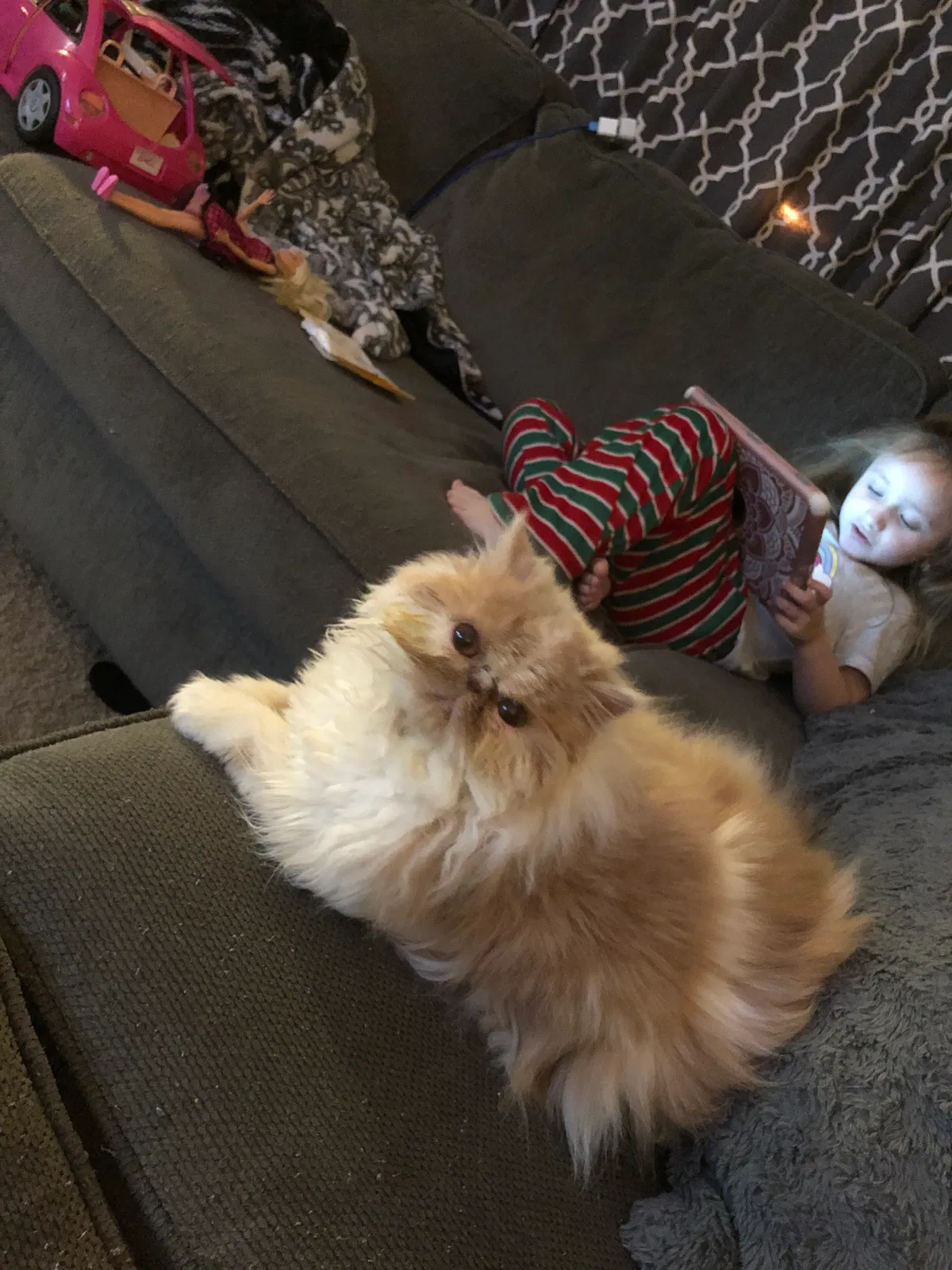 Lost cat in Brick, NJ, 8724