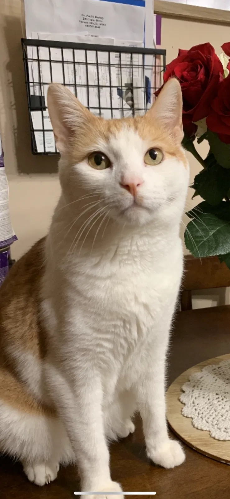 Lost cat in Lake Villa, IL, 60046