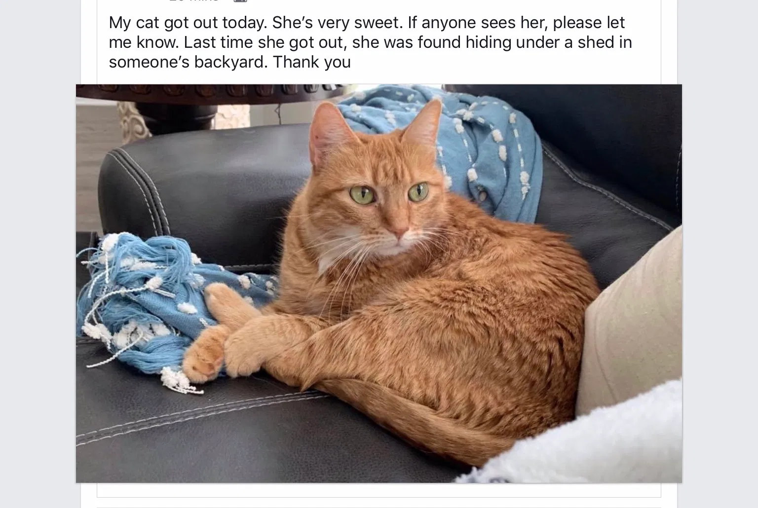 Lost cat in Katy, TX, 77493