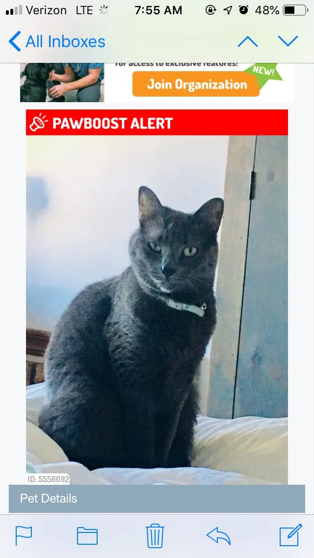 Lost cat in Chatham, NJ, 7928