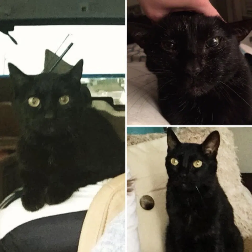 Lost cat in Fort Worth, TX, 76107