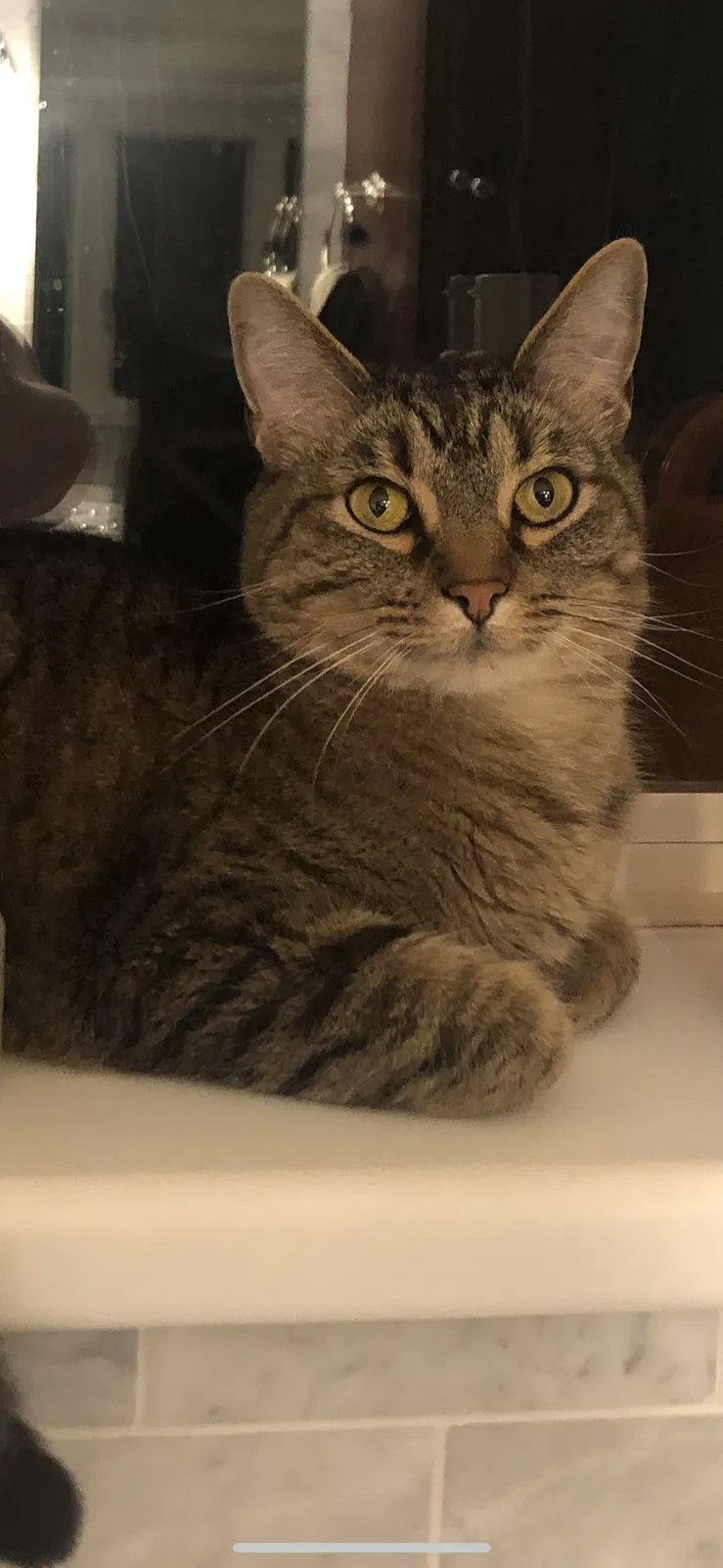 Lost cat in Abilene, TX, 79606