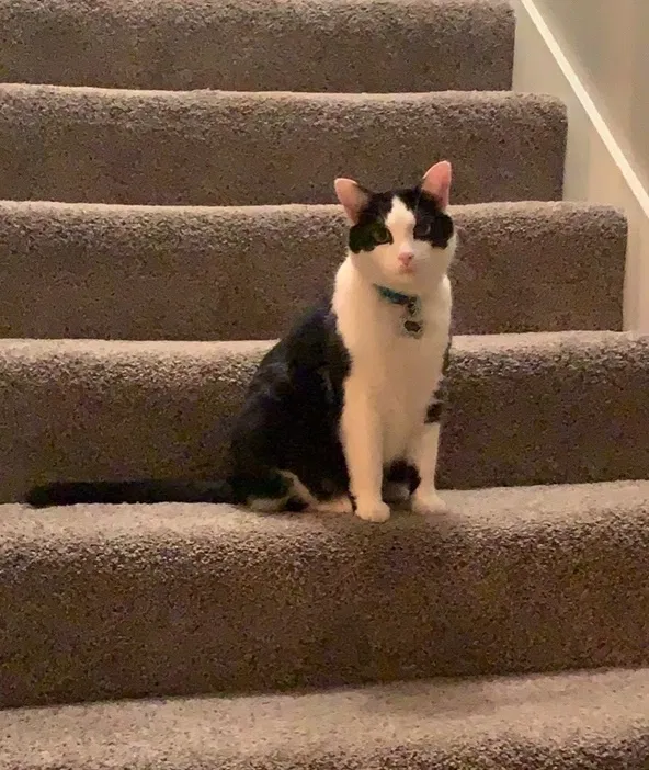Lost cat in Dallas, TX, 75208