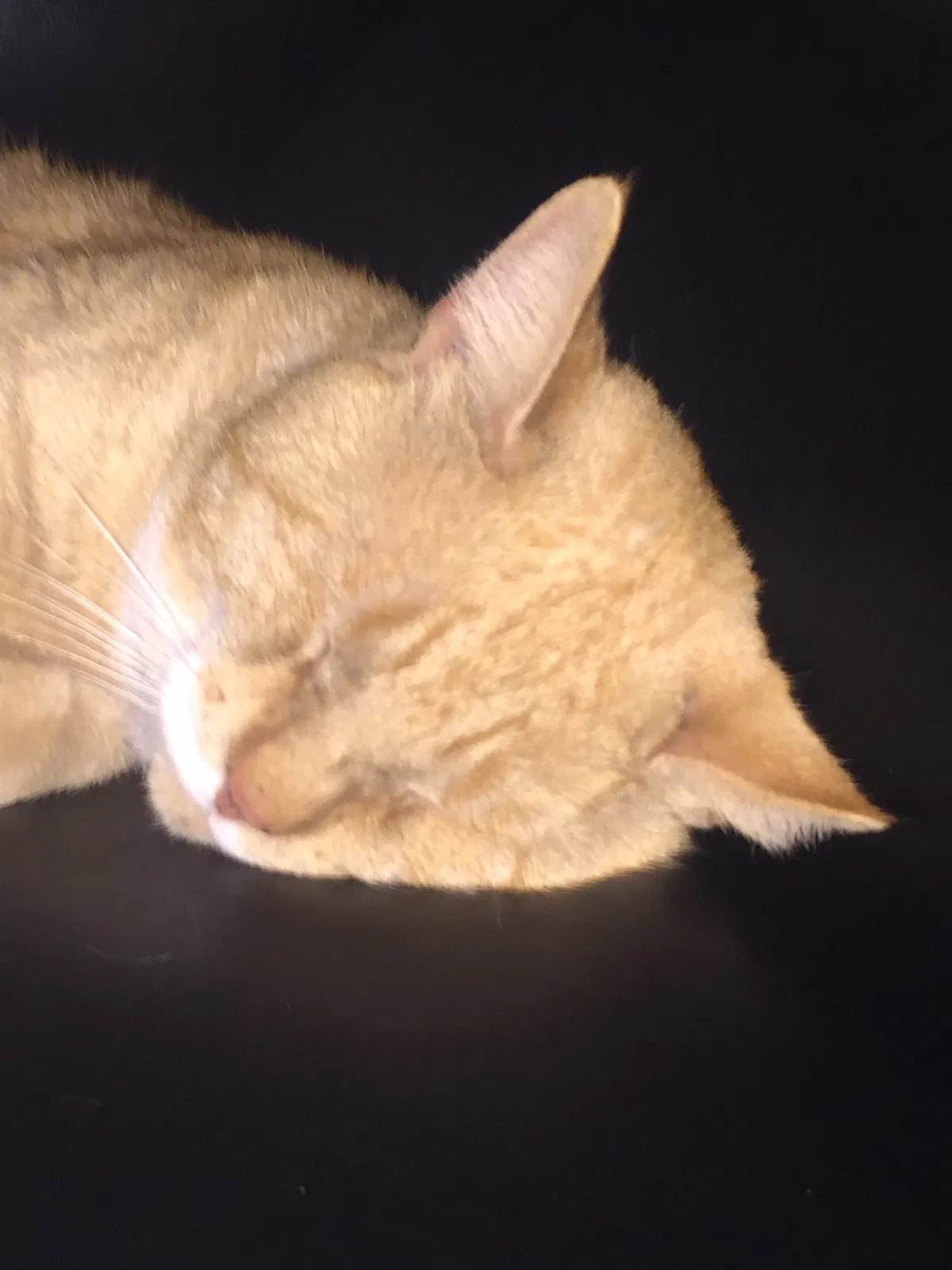 Lost cat in Lenoir, NC, 28645