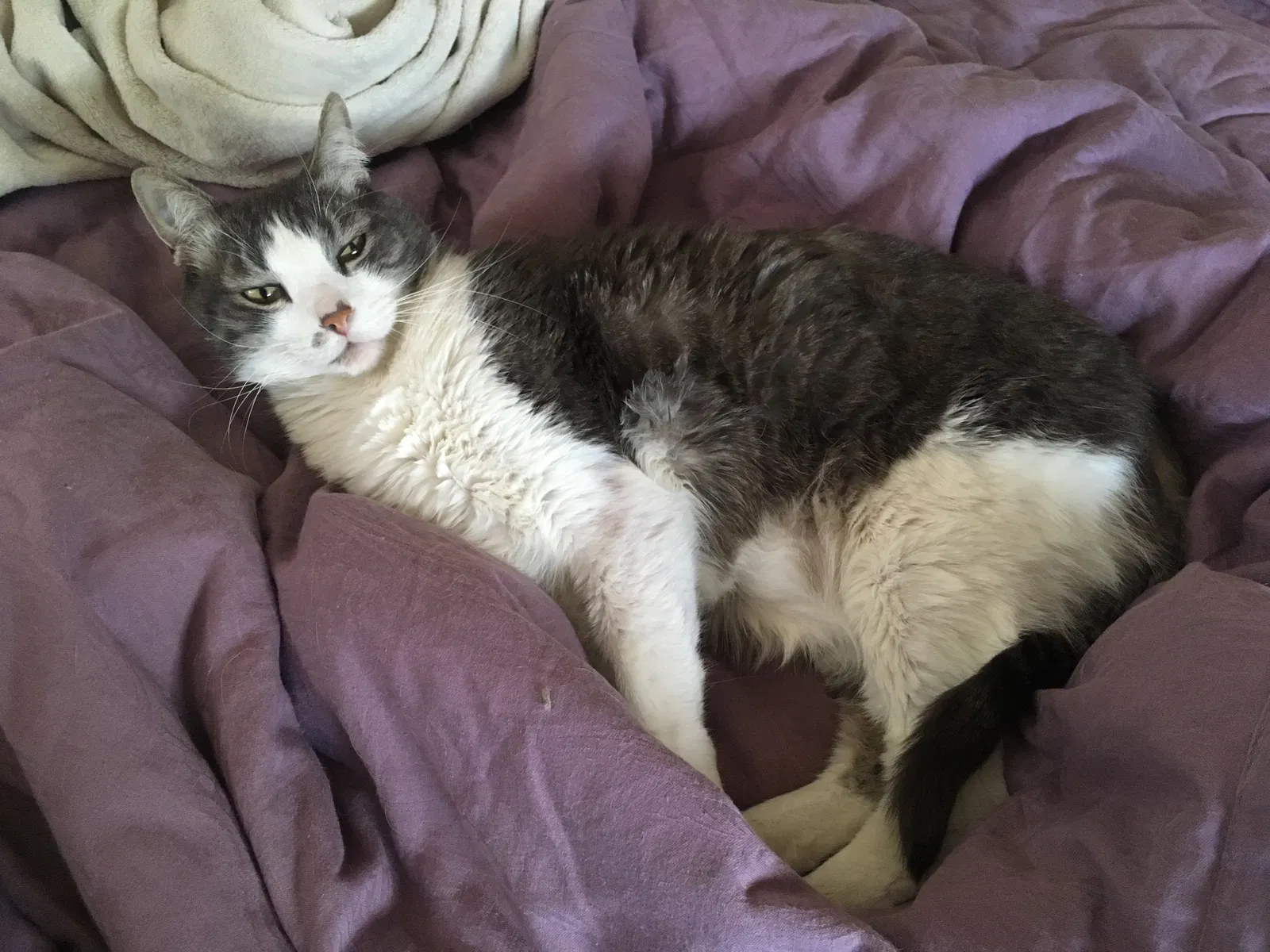 Lost cat in Albuquerque, NM, 87108