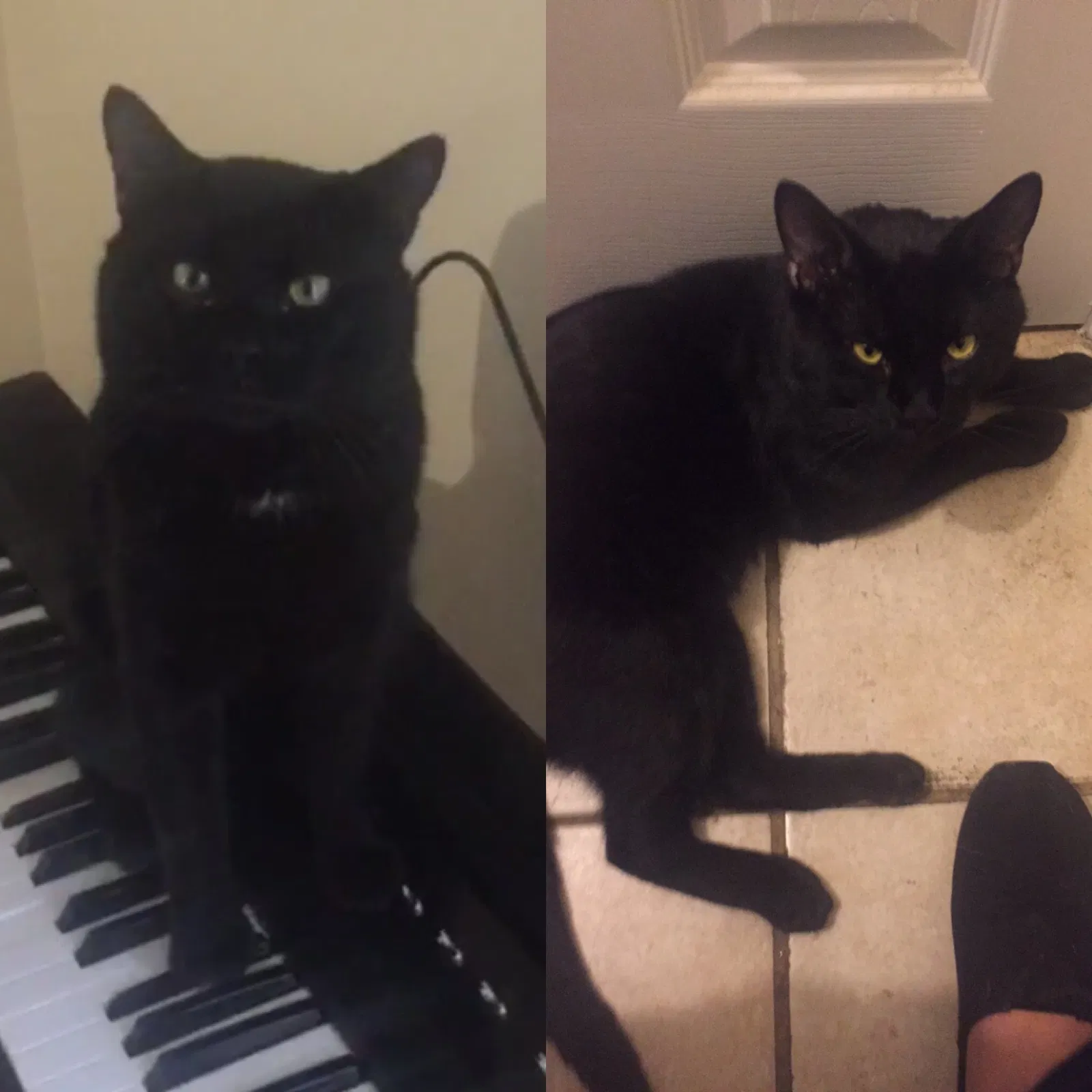Lost cat in Nashville, TN, 37216
