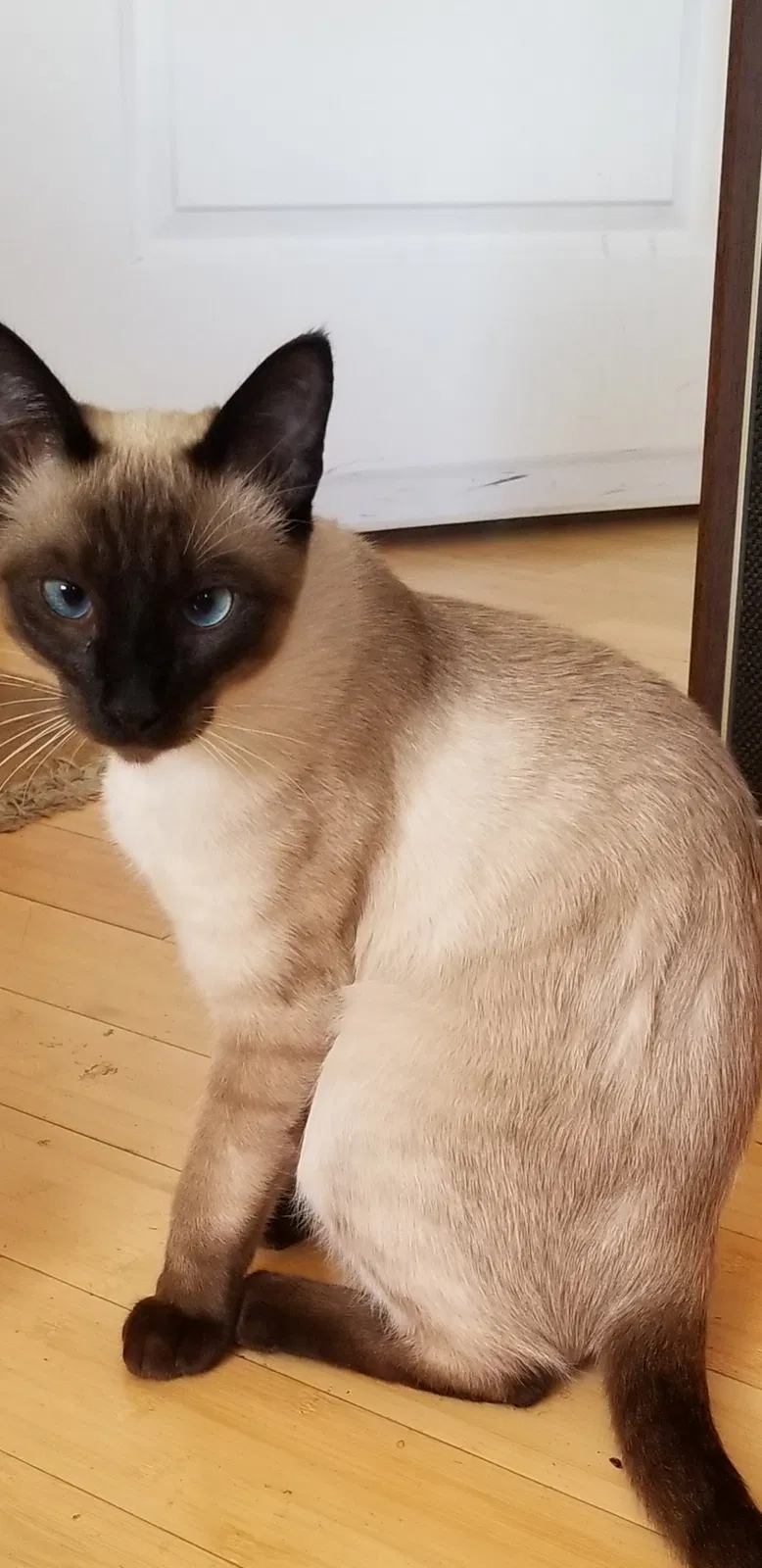 Lost cat in Berkeley, CA, 94702